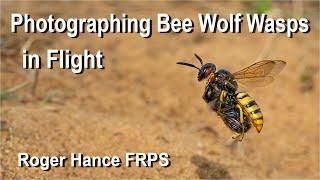 Photographing Bee Wolf Wasps in Flight - using the OM1mkII and the 90mm Macro lens