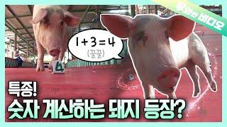 계산하는 천재라꿀┃A Genius Piggy That Can Calculate 