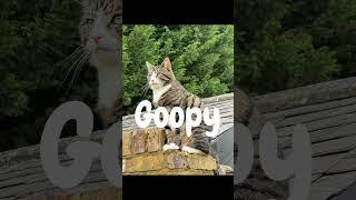 Top 10 Goobie Woobies