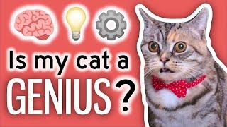 I IQ Tested My Cats