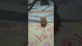 #maltipoo#malco #puppy #goldenretreivers #동물농장강아지 #pets #doglife #cute #goldenretreivers