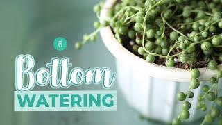 HOW AND WHEN TO BOTTOM WATER YOUR SUCCULENTS | EASY SUCCULENT CARE TIPS