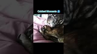 Coldest moments. Bro is dangerous  #dog #coldestmoment #dogs #fyp #viralvideo #shorts .