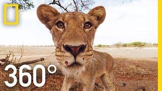 Lions 360° | National Geographic