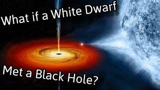 What if a White Dwarf met a Black Hole?