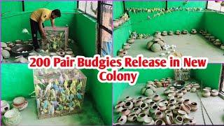 200 Pair Budgies Parrot Release In New Colony