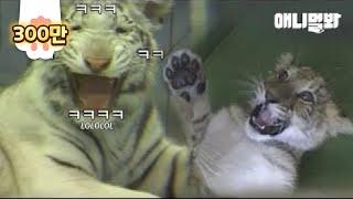 아기 라이거 하는 짓 보고 현웃터진 백호ㅋㅋㅋ ㅣ White Tiger Smiles At A Baby Liger's Cute Behavior