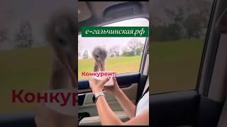 Честное Банкротство/Евгения Гальчинская
