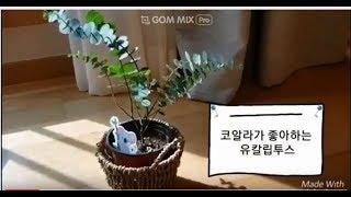 비염에 좋은 유칼립투스 키우기/물 주기/통풍/How to grow eucalyptus/good for rhinitis