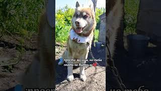 Все написано в описании канала! #бавлы #собака #милота #любовь #охранадома #приют #помощьбездомным