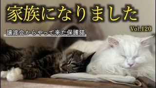 トライアル〜正式譲渡へ！世界一平和な2匹に癒されすぎました。The resident cat and the new cat are too peaceful