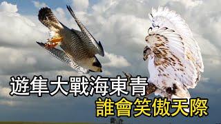 遊隼大戰海東青，單挑金雕，誰會笑傲天際？| 猛獸世界 #nature #wildlife #animal #wildanimals #animals   #動物