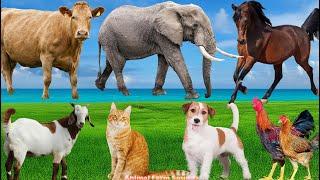 Collection of Animal Sounds: Horse, Cat, Dog, Goat, Cow, Chicken - Animal Videos