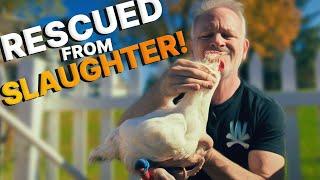 Chickens Rescued from Ritual ~ Getting CRACKED in Return to Wellness! (Animal Chiropractic)