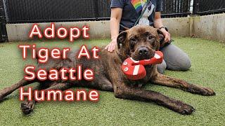 Adopt Tiger at Seattle Humane