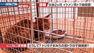 【にこねこ速報】いつまで続く！？入園ラッシュ！！