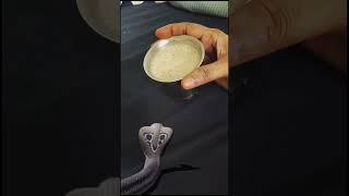 Snake vs coffee / drinking #havish#cute
