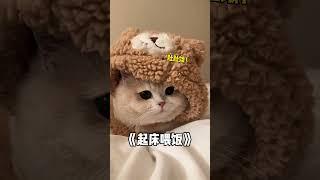 【#薄荷猫猫甜不甜】早上不想起床千万不要和小猫对视!#薄荷猫猫 #治愈系猫咪