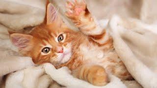 24 Hours Relaxing Music for Cats - Music to Relax Cats, Stress Relief, Peaceful Piano Music