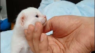보고 나면 바나나만 기억에 남는 새끼 고양이 나랑이의 귀펄럭 코잠 a sleepy kittan