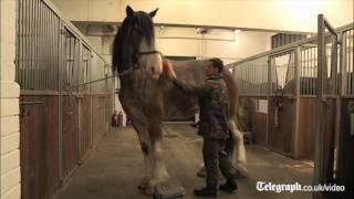 UK's tallest horse to be at Queen's Diamond Jubilee