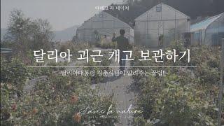 달리아 괴근 캐고 보관하기 - 달리아대통령 김춘식님이 알려주는 꿀팁!!