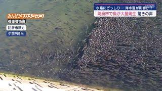 【山口】近所の人も「初めてです」 防府市の海につながる水路で魚が大量発生