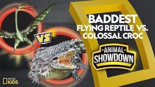 Flying Reptile vs. Colossal Croc: Battle for the Baddest | Animal Showdown