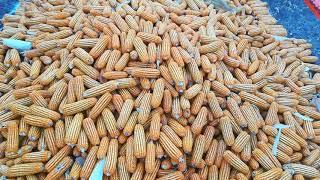 Syngenta NK 7720 Rabi Corn Hybrid