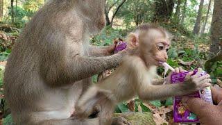 Yummy..! Adorable Monkey Moments: Watch The Best Action Lily Drink Milk With Her Family!