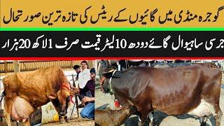 Today Gojra Maweshi Mandi | Cows Fresh Rates Update | Cow Mandi 2024