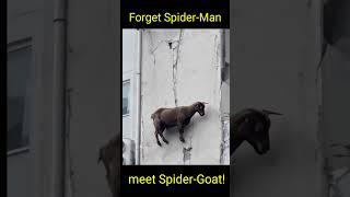 How Did This Goat Get Up There?!  Extreme Climbing Goat Shocks Internet #animals #fyp #trending