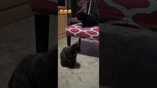 DIVA Y LUCKY EN AMOR #trending, #catlover, #cat, #cats, #shorts, #trendingshorts, #subscribe, #fy