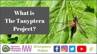 What is The Tanyptera Project?