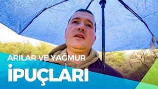 Yağmurlu Havada Arılar ve Arıcılık: Neler Yapılmalı?