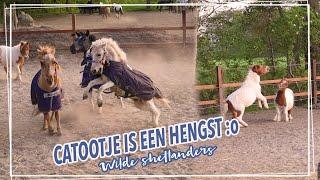 JAAPIE is WILD + CATOOTJE is een HENGST?! || Paardzoektbaas