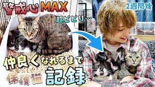 警戒心MAXの保護猫2匹が我が家に！仲良くなれるまでの記録。