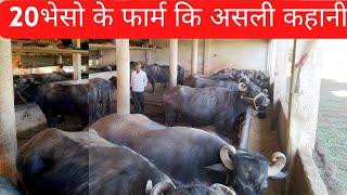 20 भेसों के फार्म की असली कहानी how much advantage in dairy farming #dairysolutionbysatish #