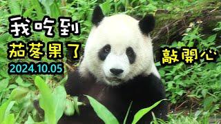 圓寶迫不及待摘茄苳果,爬樹好吸睛,樹下開心吃果果|Giant Panda Yuan Bao,圆宝,貓熊,大貓熊,大熊貓|台北動物園|Taipei Zoo #팬더 #대왕판다 #パンダ