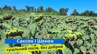 Соняшник відцвів | Саксон і Шенон | Суцільний посів, без добрив, по дисковці