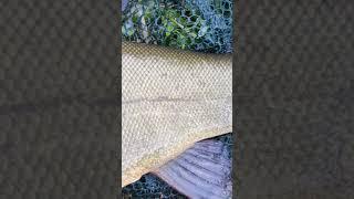 Prosiaczek  #fishing #wędkarstwo #fish #ryba #tench #lin #fishinglife #dlaciebie #dc #foryou