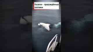 Косатки прирождённые охотники #shorts #косатка #хищник