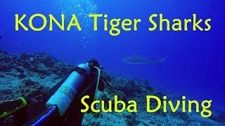 Tiger Sharks Scuba Diving - Kona -  Big Island, Hawaii GoPro 4K