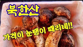 북한산 송이버섯/North Korean pine Mushrooms,가격은 국산이나 차이가 안나네요, 이제 끝물인데,,