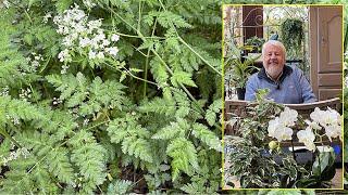 CHERVIL ALL SPECIES USED AS AROMATICS OR VEGETABLES. Le Quotidien du Jardin N°479