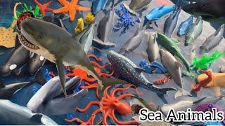 Learn Sea Animals Name and Facts with Sea Animal Toys| Sea Animal Toys video For Kids