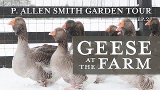 Heritage Geese Varieties: Moss Mountain Farm | P. Allen Smith (2019)