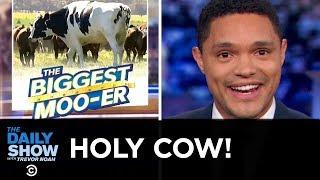 Australia’s Glorious Giant Cow | The Daily Show