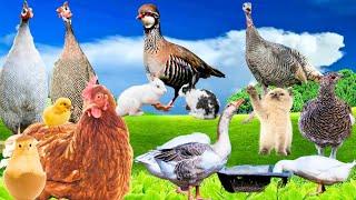 Farm Friends Unite! Adorable Animals Enjoy Life on the Cozy Farm #farmanimals #birds #pets #farming