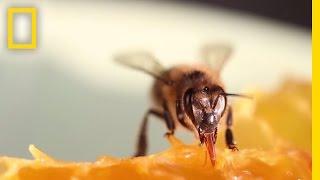 Did You Know Humans Have Relied on Bees for 9,000 Years? | National Geographic